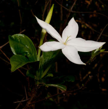 صورة Leptactina delagoensis K. Schum.