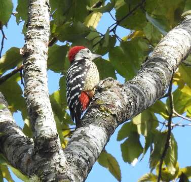 Image of Stripe-breasted Woodpecker