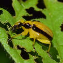 Imagem de Paratomapoderus balteus Legalov 2007