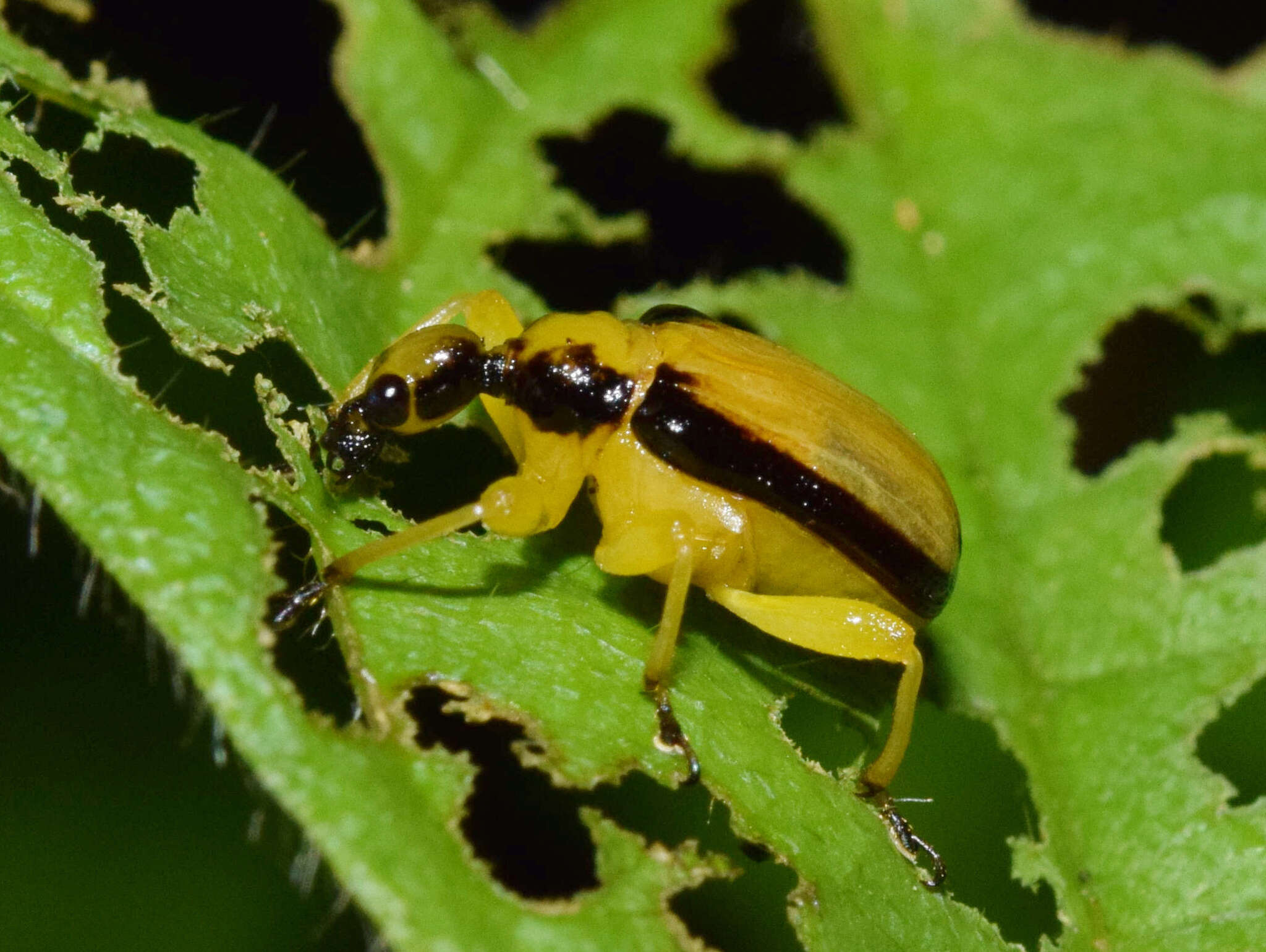 Image of Paratomapoderus balteus Legalov 2007