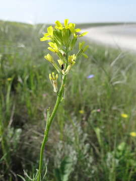 Image of Erysimum virgatum Roth