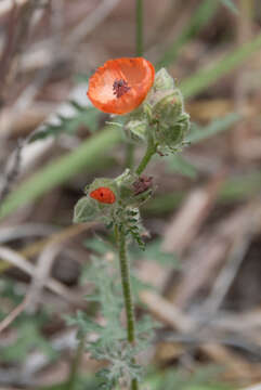 Image of Rusby's globemallow