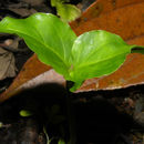 Image of <i>Posoqueria latifolia</i> (Rudge) Schult.
