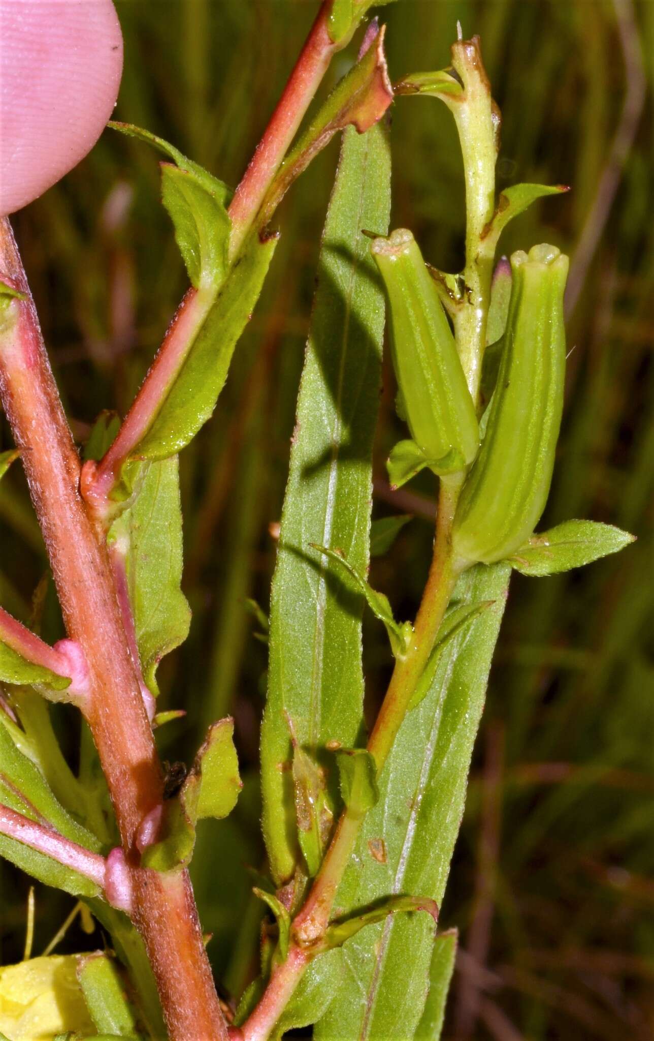 Sivun Oenothera heterophylla subsp. orientalis W. Dietrich, P. H. Raven & W. L. Wagner kuva