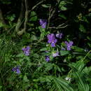 Image of Viola declinata Waldst. & Kit.