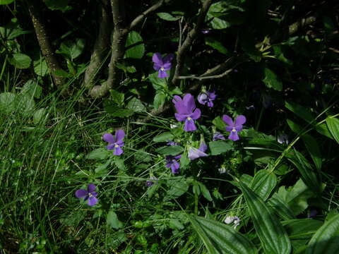 Image of Viola declinata Waldst. & Kit.