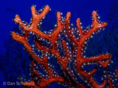 Image of Black Sea fan