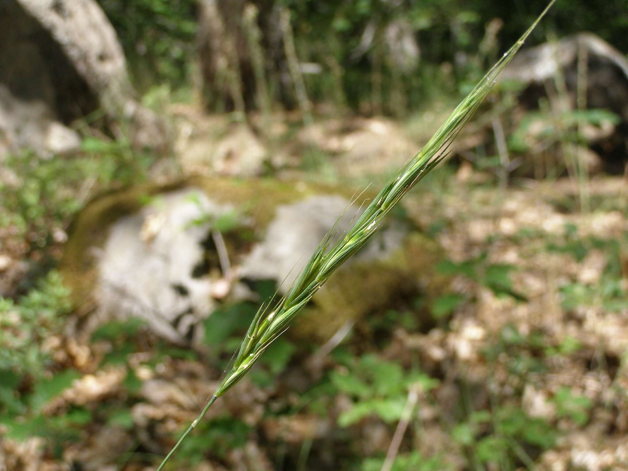 Imagem de Elymus panormitanus (Parl.) Tzvelev