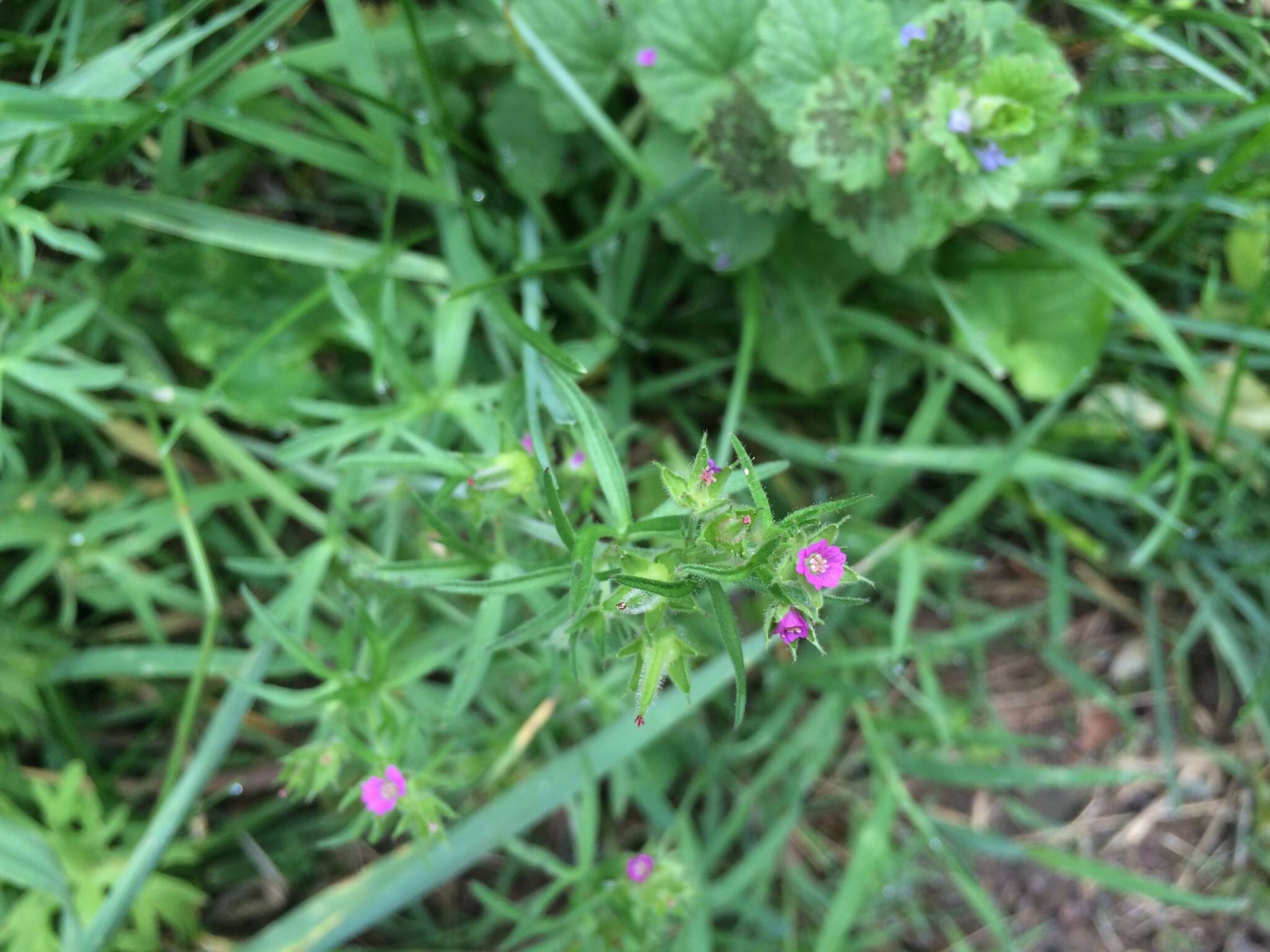 Plancia ëd Geranium dissectum L.