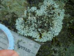 Image of Hale's rosette lichen