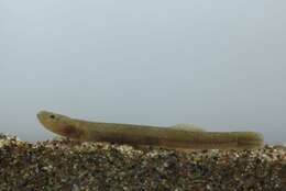 Image of Gobies