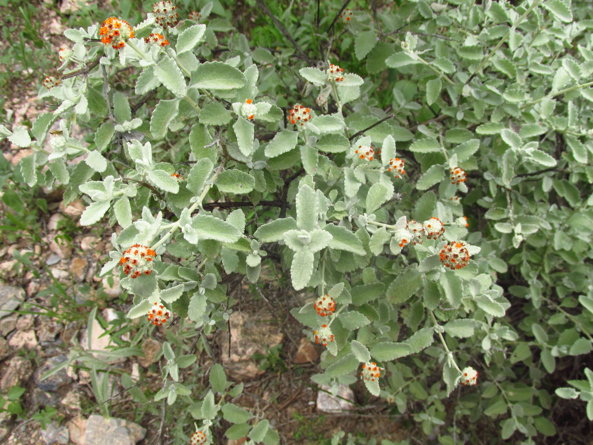 Image de Buddleja marrubiifolia Benth.