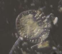 Image of Patellinidae