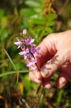 Image of Many-flowered grass-pink orchid