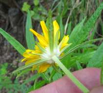 Sivun Verbesina longifolia (A. Gray) A. Gray kuva