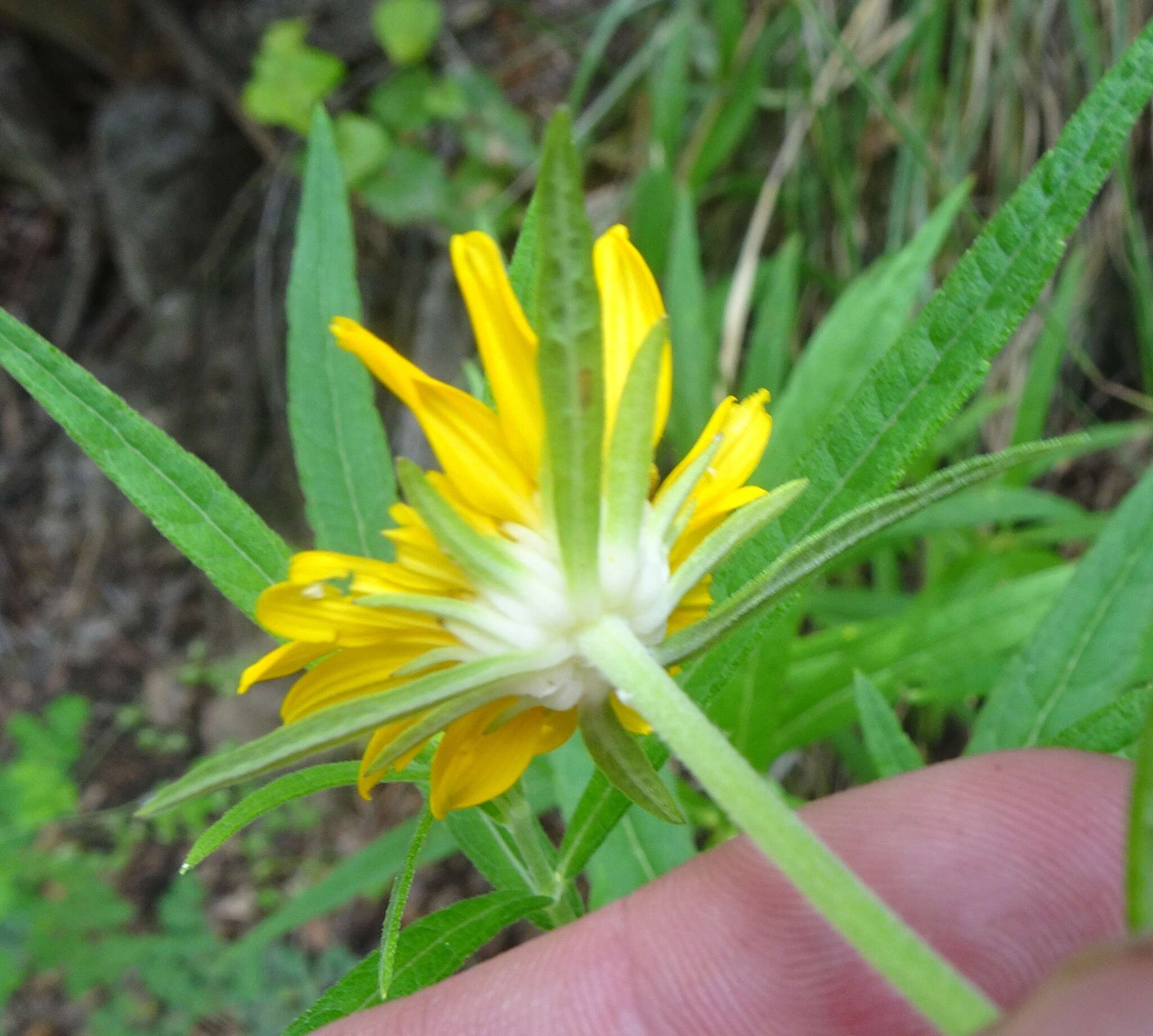 Sivun Verbesina longifolia (A. Gray) A. Gray kuva