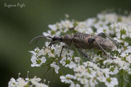 Image of Blackspotted Pliers Support Beetle