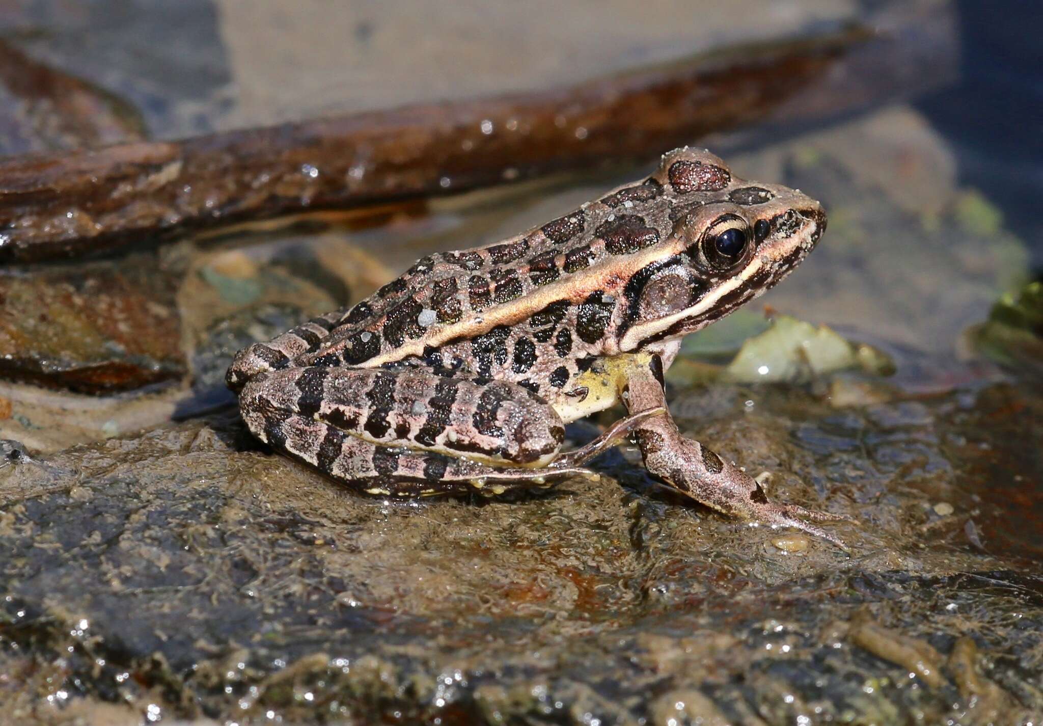 Image of Lithobates palustris (Le Conte 1825)