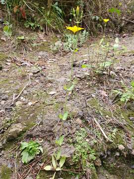 Image of Blackstonia grandiflora (Viv.) Pau