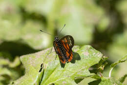 Image of Acraea amicitiae Heron 1909