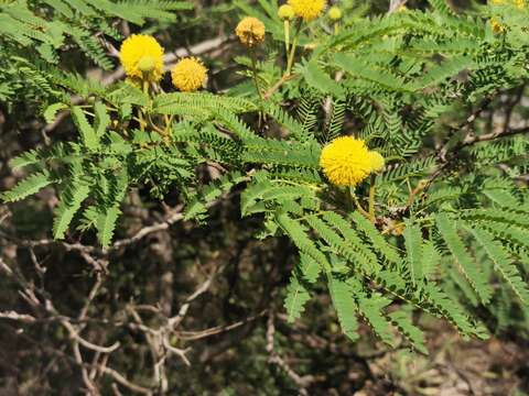 Image de Leucaena greggii S. Watson