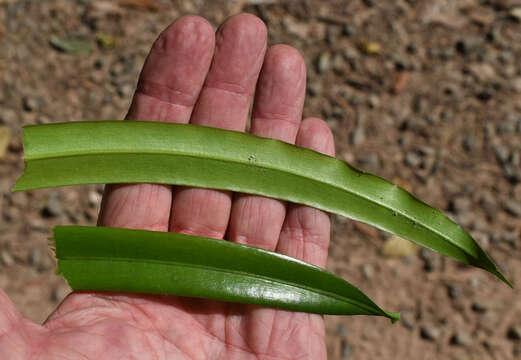 Podocarpus grayae de Laub. resmi