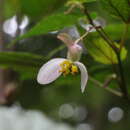 Image of Begonia buimontana Yamam.