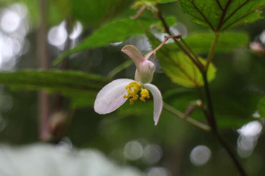 Image of Begonia buimontana Yamam.