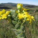 Image of Euryops ciliatus B. Nordenst.