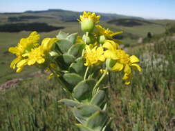 Image of Euryops ciliatus B. Nordenst.