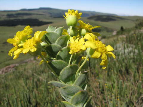 Image of Euryops ciliatus B. Nordenst.