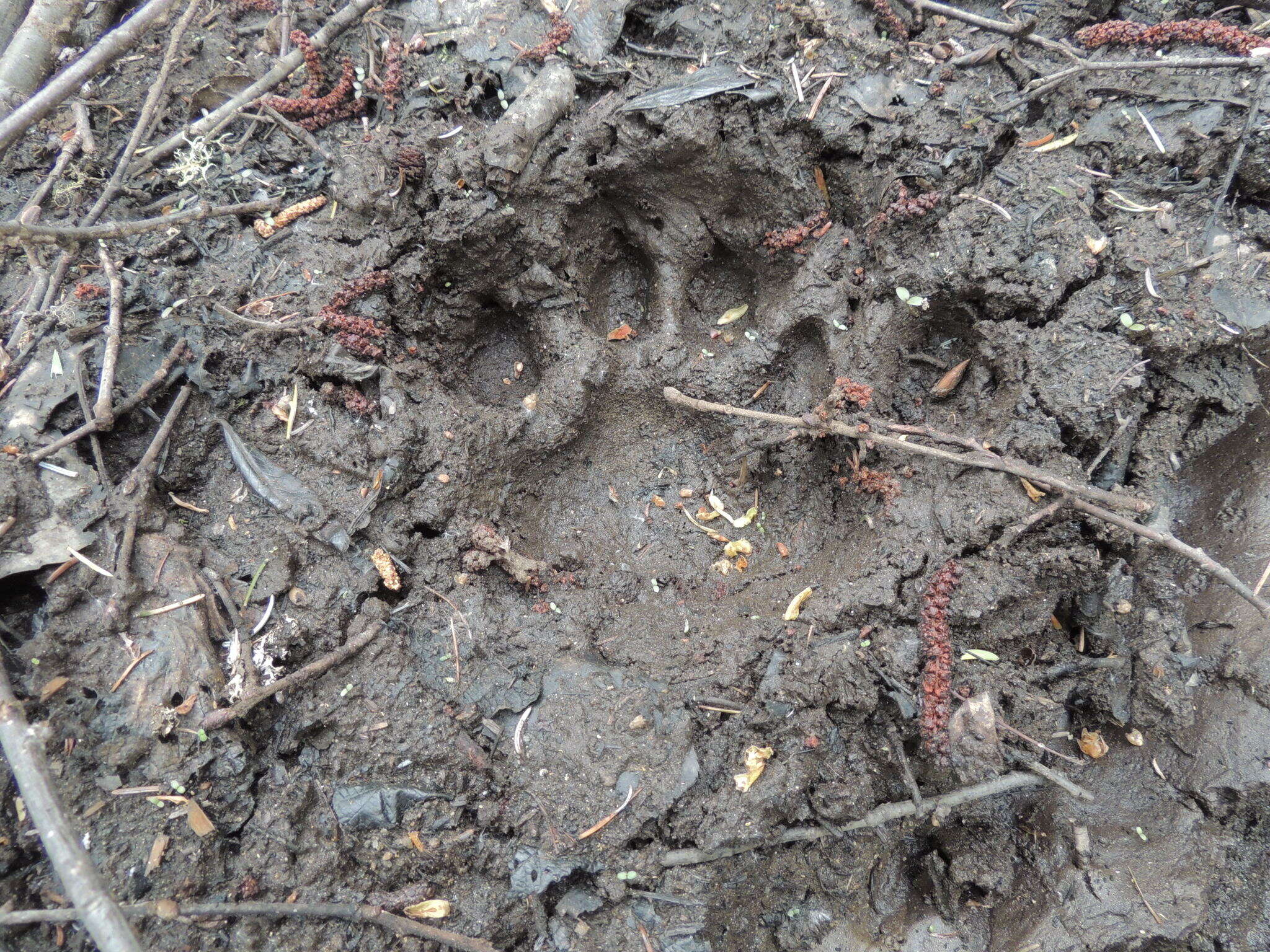 Image of Amur Tiger