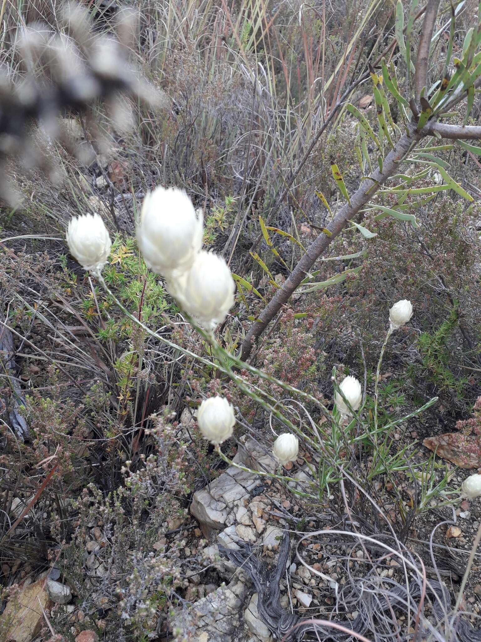 Image of Edmondia sesamoides (L.) O. M. Hilliard