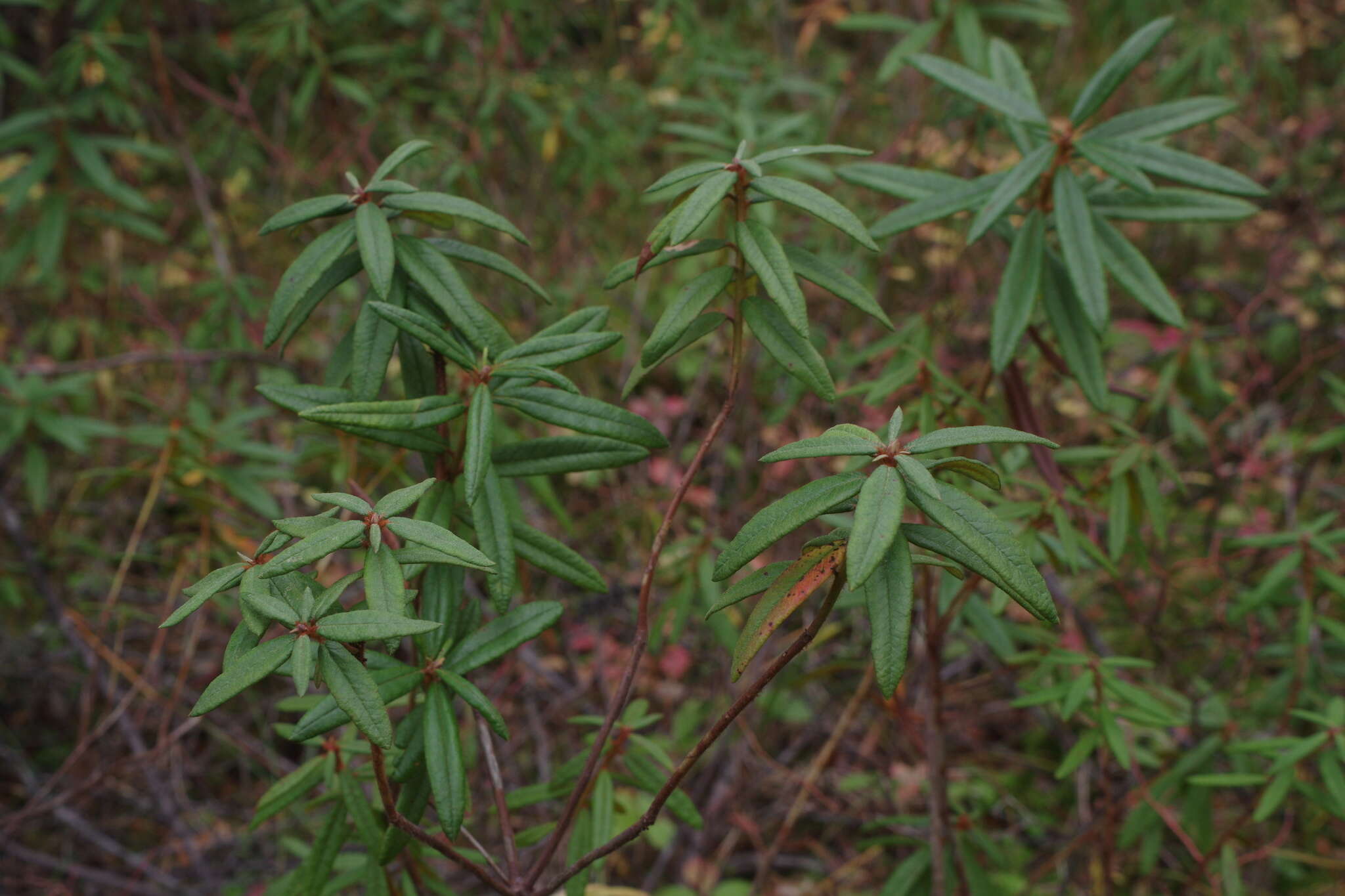 صورة Rhododendron diversipilosum (Nakai) H. Harmaja