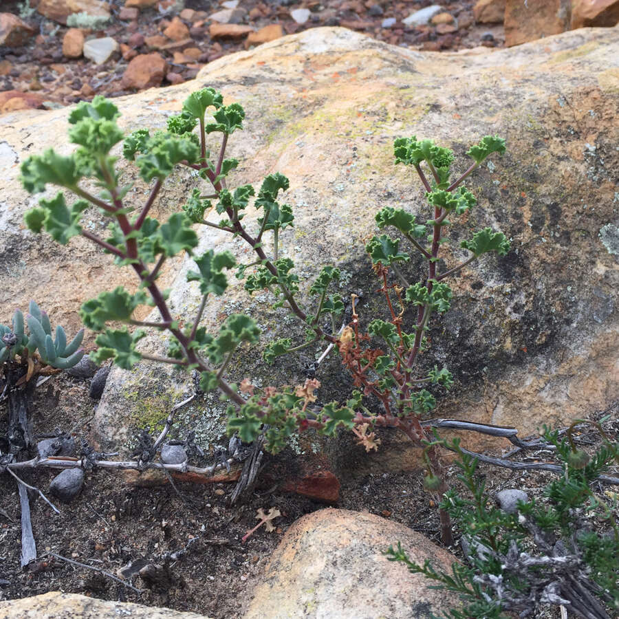 Image of Pelargonium englerianum Knuth