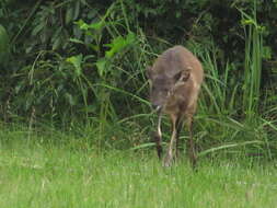 Image of Sitatunga