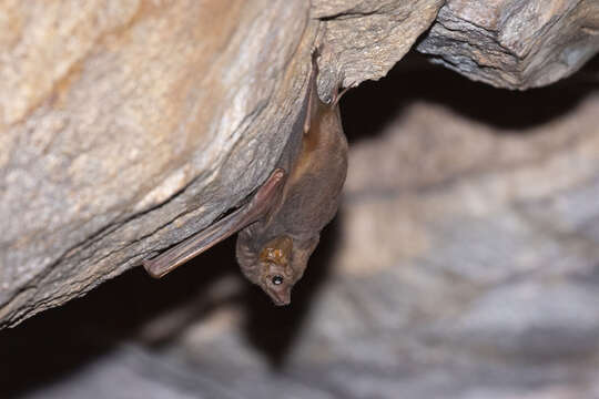 Image of Common Sheath-tailed Bat