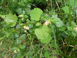 Image of heartleaf peppervine