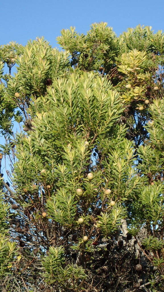 صورة Leucadendron coniferum (Thunb.) Meissn.