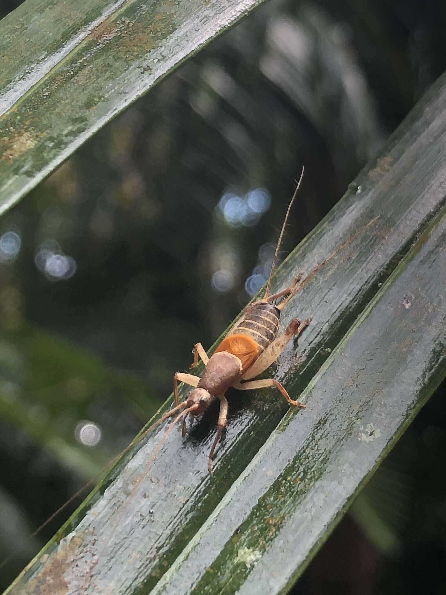 Image of Ornebius longipennis (Shiraki 1930)