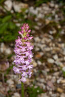 Image of Short spurred fragrant orchid