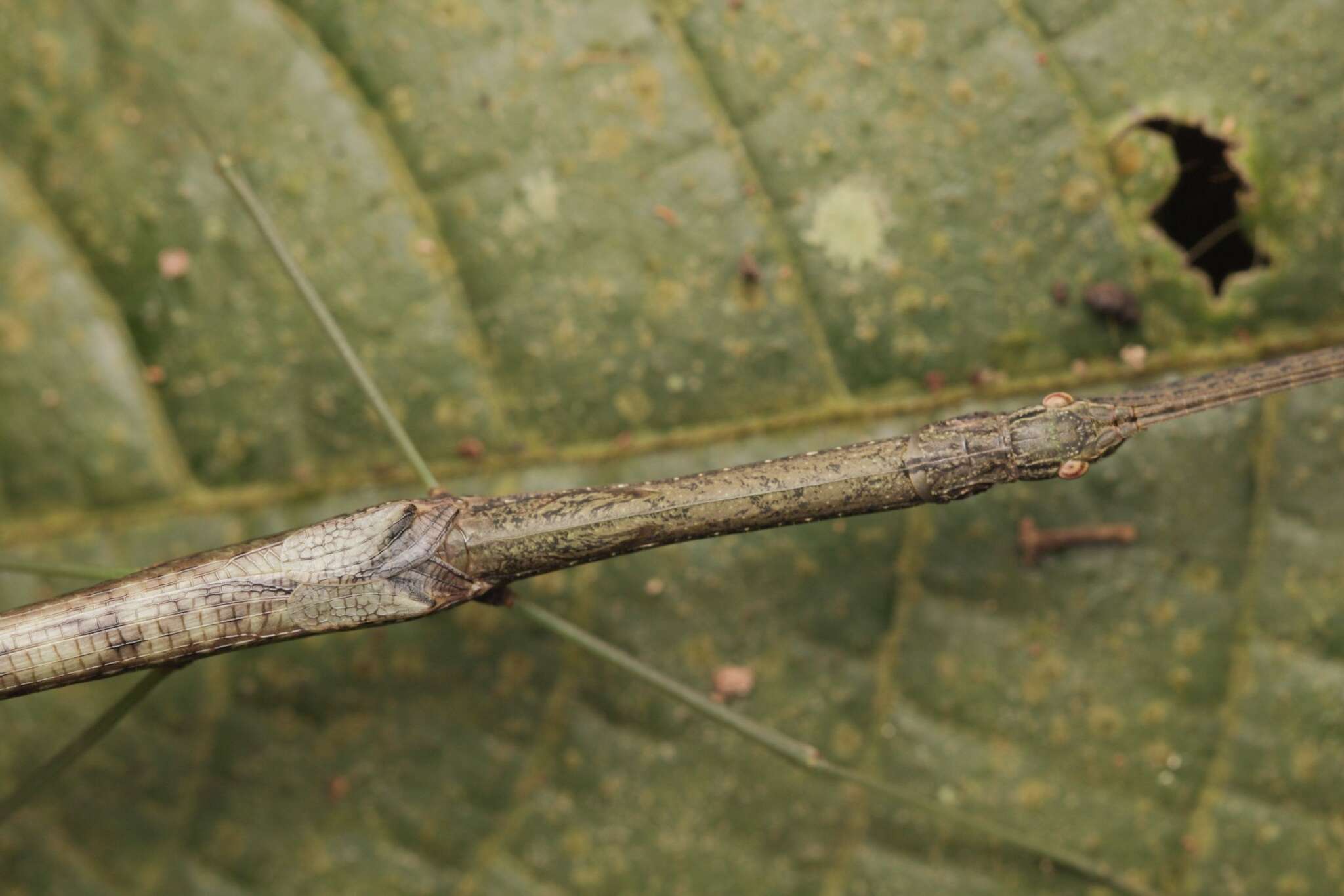 Image of Singaporoidea meneptolemus (Westwood 1859)