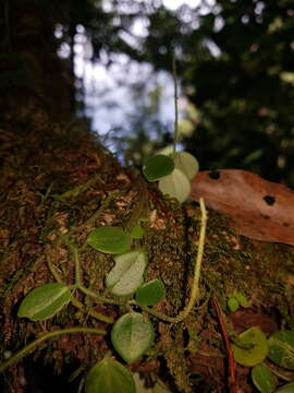 Image of <i>Peperomia pseudohirta</i>