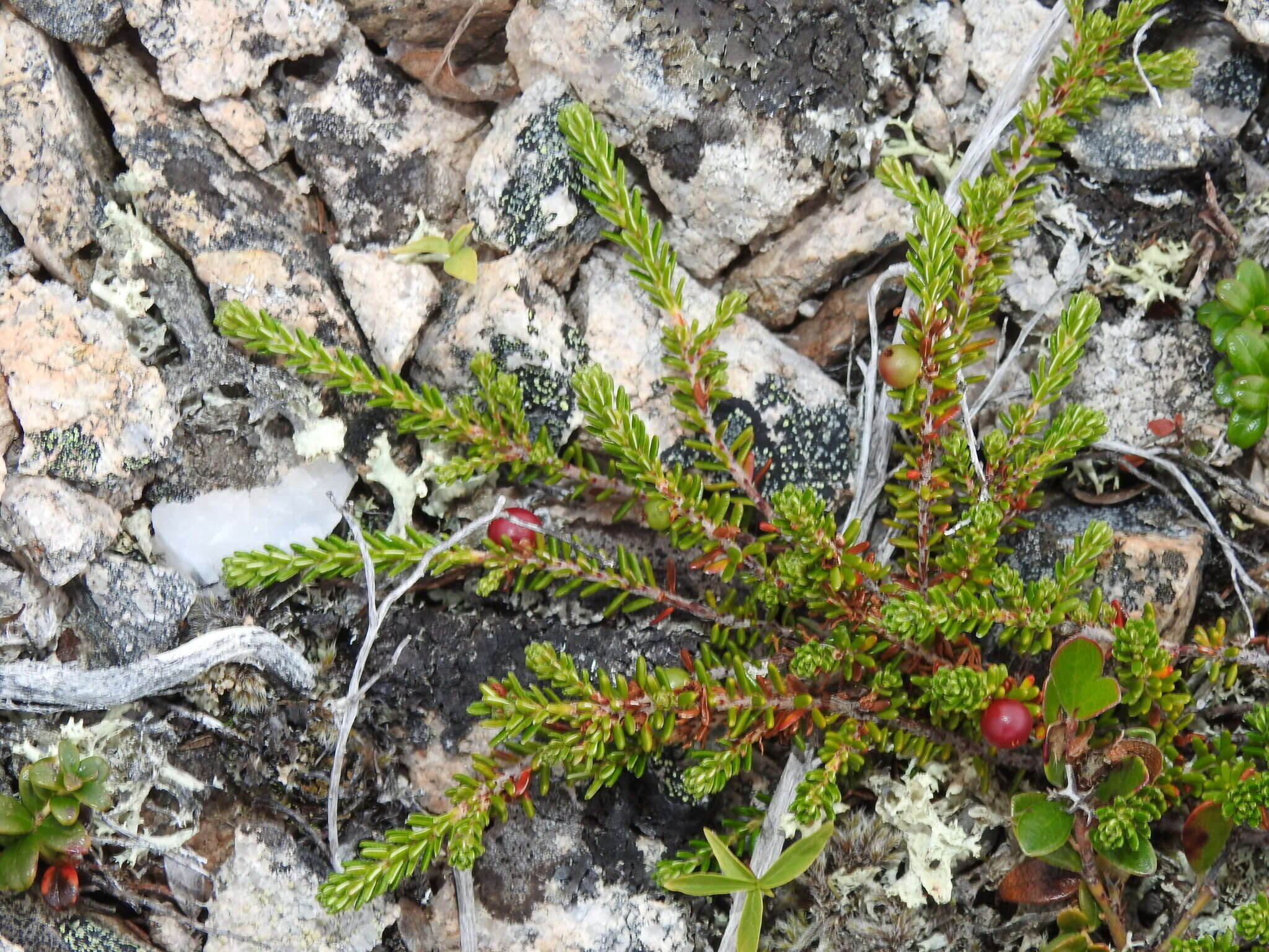 Empetrum eamesii Fern. & Wieg.的圖片