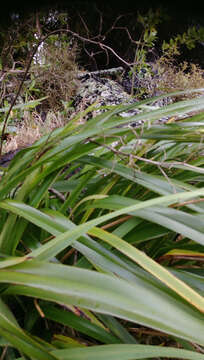 Image of Dianella latissima Heenan & de Lange