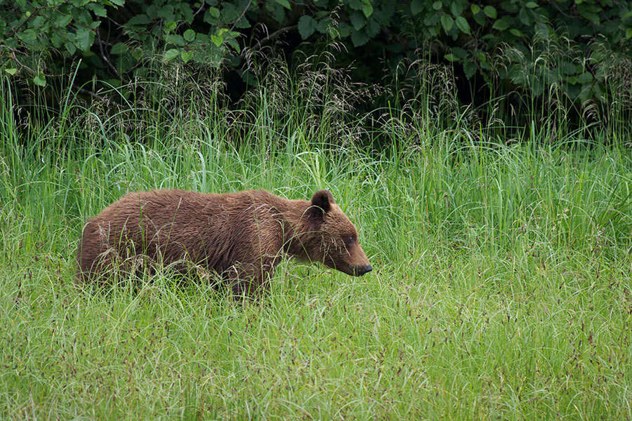 Image of Ursus arctos sitkensis Merriam 1896