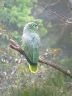 Image of Southern Mealy Amazon