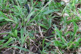 Image of Banded Keelback