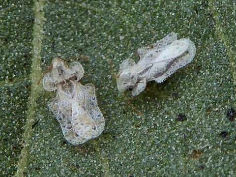 Image of Morrill lace bug