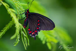 Слика од Parides montezuma (Westwood 1842)